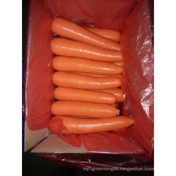 2016 Chinese Carrots Exporter